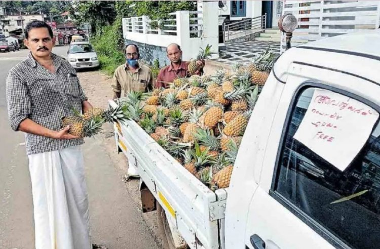 ‘കൈതച്ചക്കകൾ ആവശ്യക്കാർക്കു സൗജന്യമായി എടുക്കാം’ വാഹനത്തില്‍ ബോര്‍ഡ് തൂക്കി കര്‍ഷകന്‍