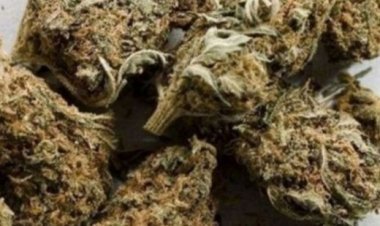 കുറ്റിപ്പുറത്ത് 21.5 കിലോ കഞ്ചാവുമായി 2 പേർ പിടിയിൽ