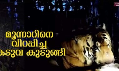 ഒടുവിൽ നാടിനെ വിറപ്പിച്ച കടുവയെ കെണിയിലാക്കി, രണ്ടു ദിവസം കൊന്നത് പത്തു കന്നുകാലികളെ, വീഡിയോ കാണാം