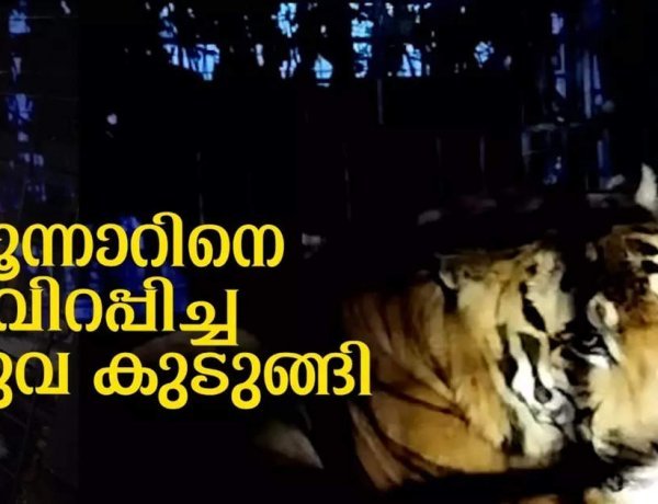 ഒടുവിൽ നാടിനെ വിറപ്പിച്ച കടുവയെ കെണിയിലാക്കി, രണ്ടു ദിവസം കൊന്നത് പത്തു കന്നുകാലികളെ, വീഡിയോ കാണാം