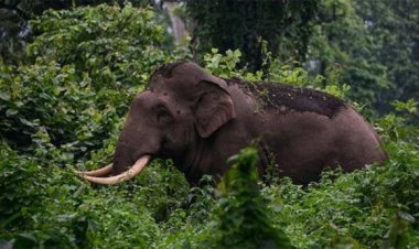 ധോണിയില്‍ വീണ്ടും കാട്ടാനയിറങ്ങി