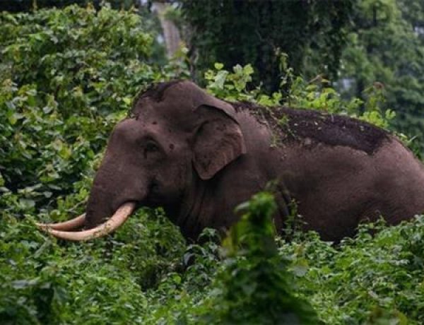 ധോണിയില്‍ വീണ്ടും കാട്ടാനയിറങ്ങി