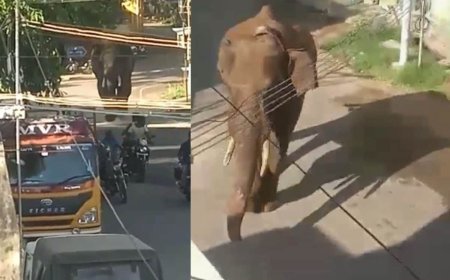 അരിക്കൊമ്പനെ തളയ്ക്കാൻ തമിഴ്നാട് മിഷൻ വൈകിട്ട് മൂന്നിന് തുടങ്ങും; മയക്കുവെടിവെച്ച് വനത്തിനുള്ളിലേക്ക് മാറ്റും