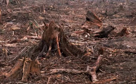 നഷ്ടമായത് 2.33 ദശലക്ഷം ഹെക്ടർ മരങ്ങൾ'; 51.0 ദശലക്ഷം ടൺ കാർബൺ ഡൈ ഓക്‌സൈഡ് അന്തരീക്ഷത്തിലേക്ക് പുറന്തള്ളപ്പെട്ടുവെന്നും റിപ്പോർട്ട്