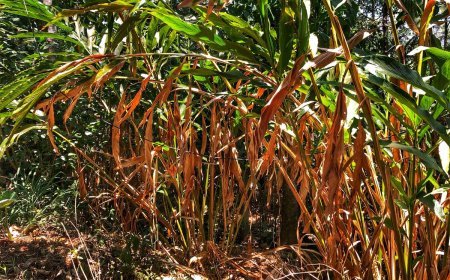 ഉഷ്ണതരംഗം- 110 കോടിയുടെ കൃഷിനാശം; ഇടുക്കിയിലെ ഏക്കറുകണക്കിന് ഏലത്തോട്ടങ്ങള്‍ നശിച്ചു