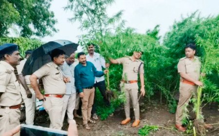തൊ​ഗ​രി തോ​ട്ട​ത്തി​ൽ ക​ഞ്ചാ​വ് കൃ​ഷി ക​ണ്ടെ​ത്തി ന​ശി​പ്പി​ച്ചു