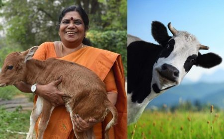 കേരളത്തിലെ കന്നുകാലികള്‍ക്ക് ഇനി ഇന്‍ഷുറന്‍സ് പരിരക്ഷ; അരലക്ഷം പശുക്കളെ പദ്ധതിയുടെ ഭാഗമാക്കും