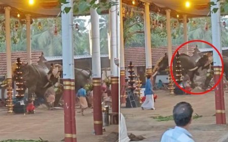 കൊയിലാണ്ടിയില്‍ ഉത്സവത്തിനിടെ ആനകള്‍ ഇടഞ്ഞു; രണ്ട് മരണം, നിരവധി പേര്‍ക്ക് പരിക്ക്