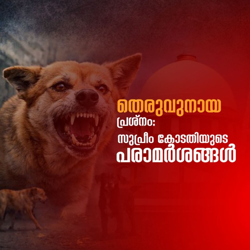 തെരുവുനായ പ്രശ്നം: സുപ്രീം കോടതിയുടെ പരാമർശങ്ങൾ