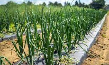 കൊറിയയിൽ ഒരു ലക്ഷം രൂപ ശമ്പളം കേട്ട് ഉള്ളിക്കൃഷിക്ക് വളമിടാൻ മലയാളികളുടെ തള്ളിക്കയറ്റം