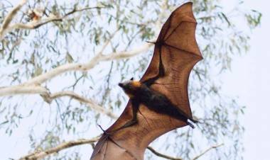 എന്താണ് അപൂർവ പനിക്കു പിന്നിൽ?; കേന്ദ്ര റിപ്പോർട്ട് കാത്ത് സംസ്ഥാനം